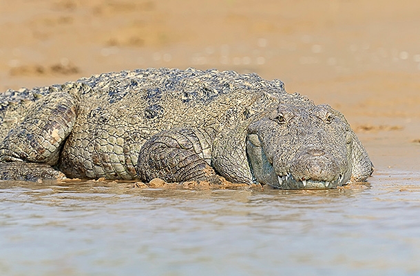 ����: GLOBAL LOOK press